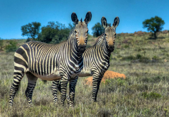 Mountain Zebra National Park