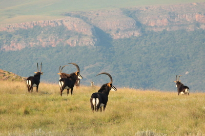 Mount High Country Stables