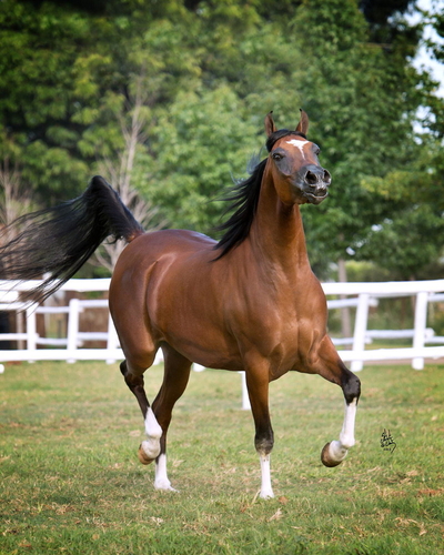 Mount High Country Stables