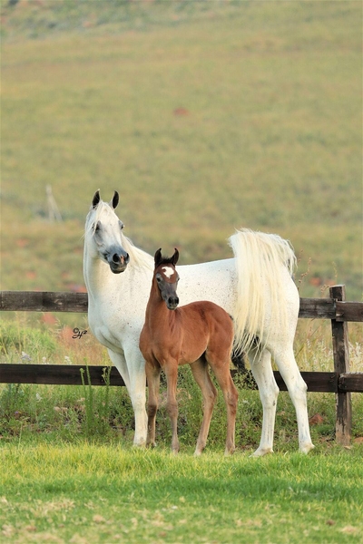 Mount High Country Stables