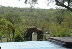 Muweti Bush Lodge