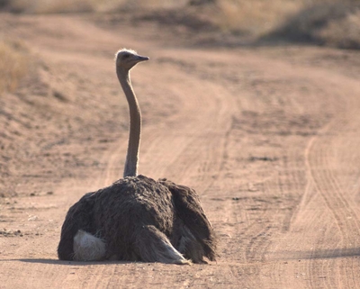Ostrich