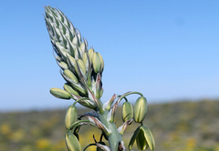 Namaqua Flower Beach Camp