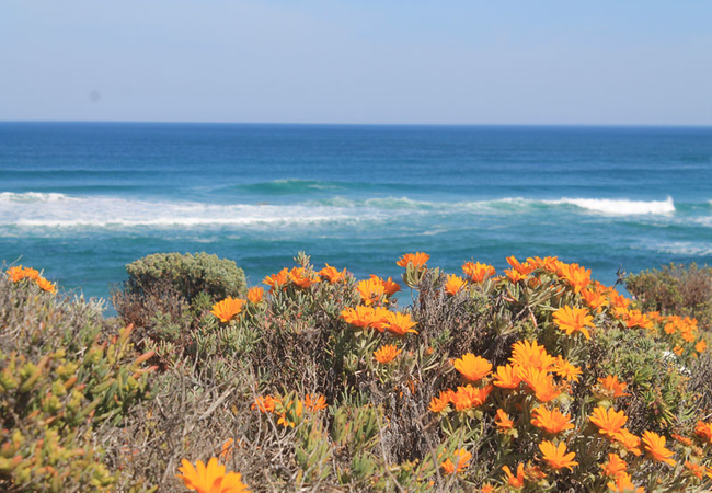 Namaqua Flower Beach Camp in Kamieskroon, Northern Cape