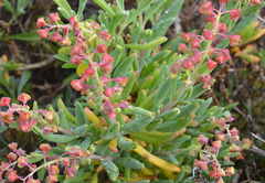 Namaqua Flower Beach Camp