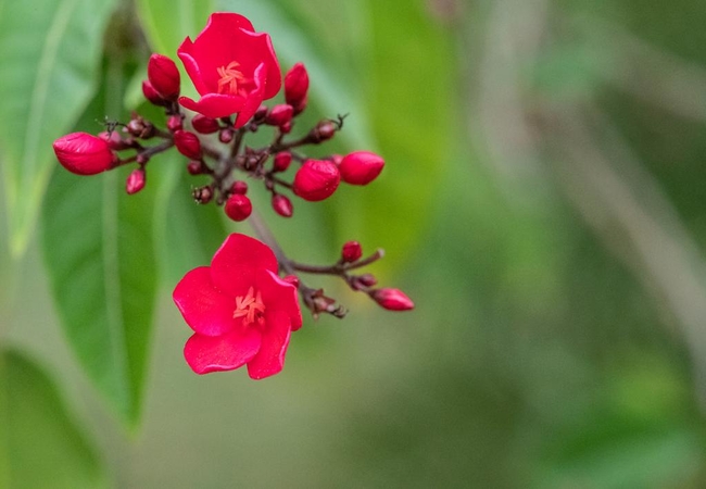 Ndabushi Safari Lodge