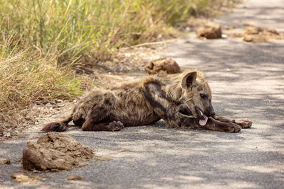 Nkambeni Safari Camp