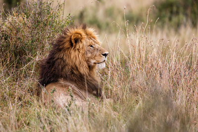 Nkambeni Safari Camp