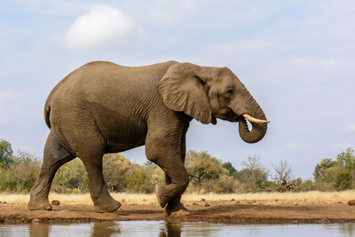 Nkambeni Safari Camp