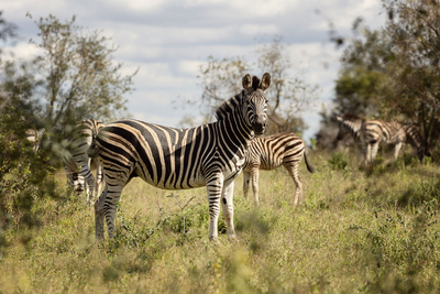 Nkambeni Safari Camp