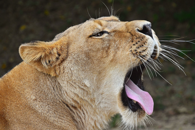 Nkambeni Safari Camp