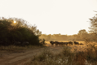 Nkambeni Safari Camp