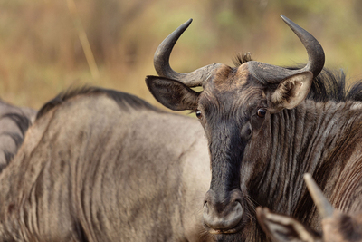 Nkambeni Safari Camp