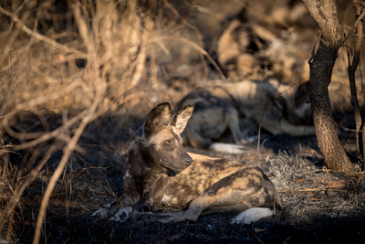 Nkambeni Safari Camp