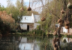Olive Thrush Cottage