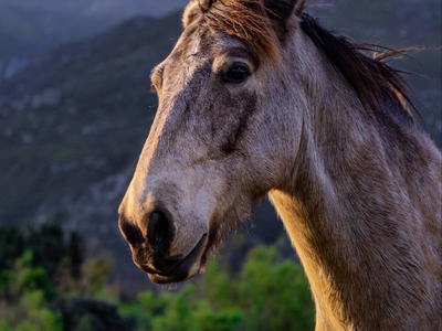 Exclusive Use Holiday Home