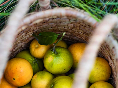 Exclusive Use Holiday Home