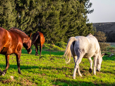 Exclusive Use Holiday Home
