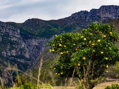 Exclusive Use Holiday Home