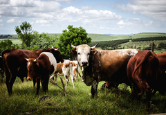 Oribi Gorge Guest Farm