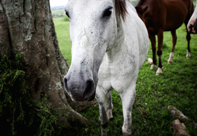 Oribi Gorge Guest Farm