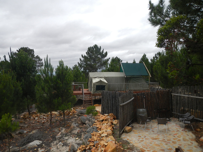 The Springbok Tent