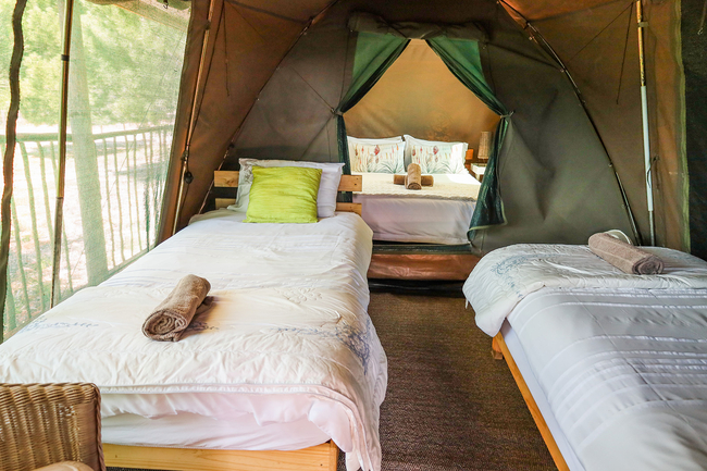 The Springbok Tent