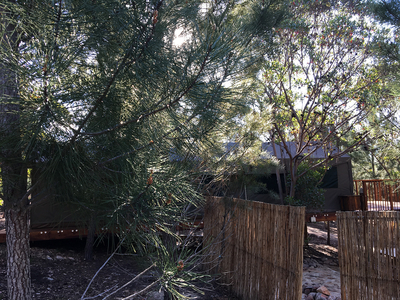 The Eagle Owl Tent