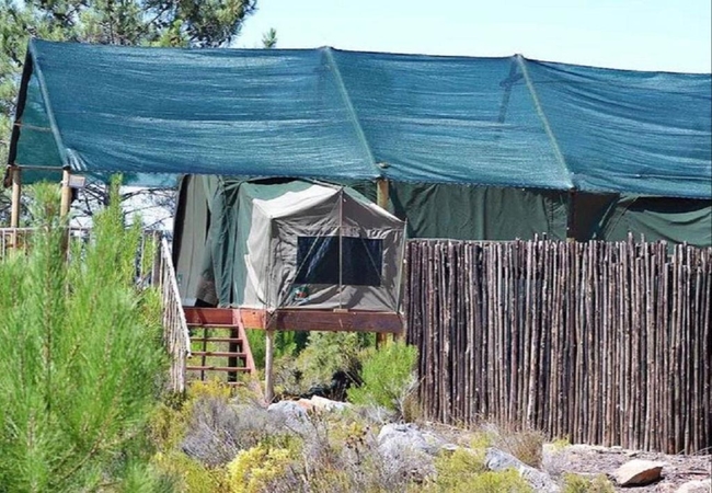 The Springbok Tent