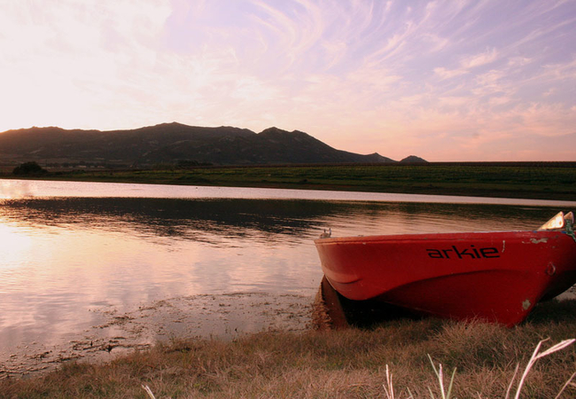 Oude Denneboom in Paarl