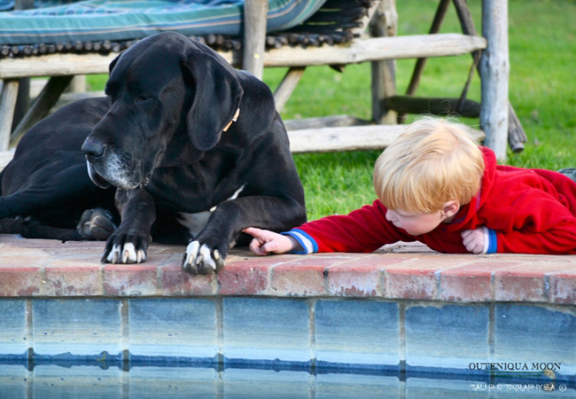 Outeniqua Moon Guest Farm