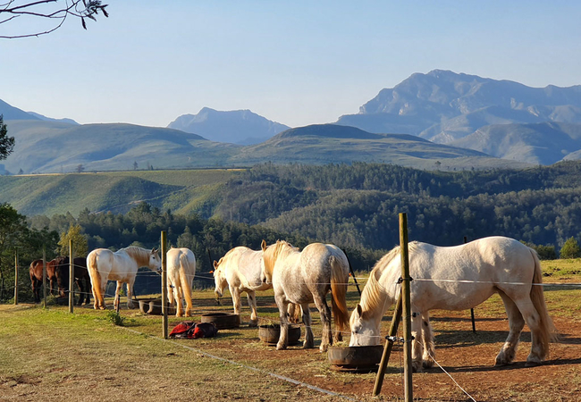 Outeniqua Moon Guest Farm