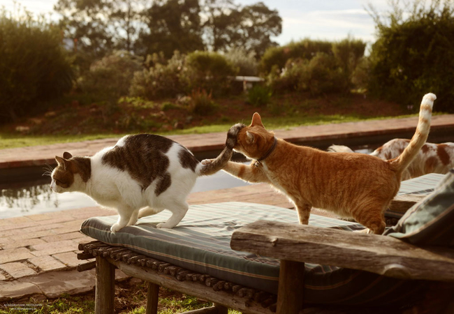 Outeniqua Moon Guest Farm