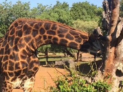 Out of Africa Lodge