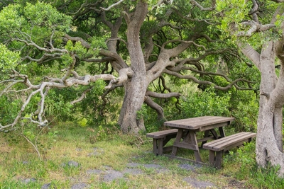 Oxalis Chalet Stanford