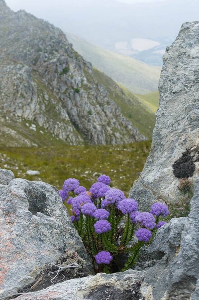 Oxalis Chalet Stanford
