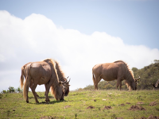Pabala Private Nature Reserve