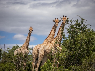 Pabala Private Nature Reserve