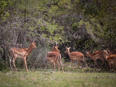Pabala Private Nature Reserve