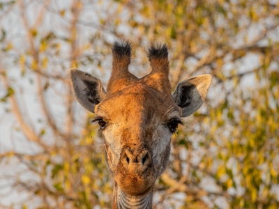 Panzi Lodge