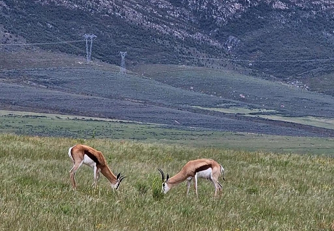 Paradise in the Winelands