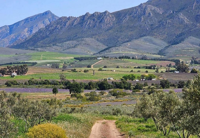 Paradise in the Winelands