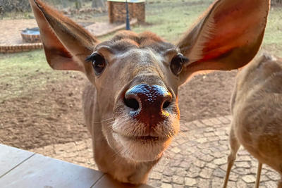 Paradise Safari Lodge