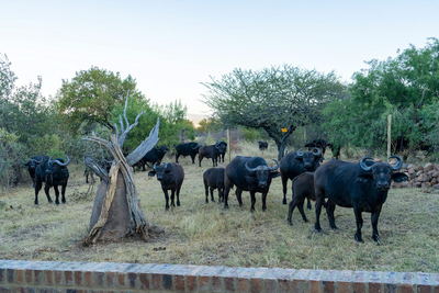 Paradise Safari Lodge