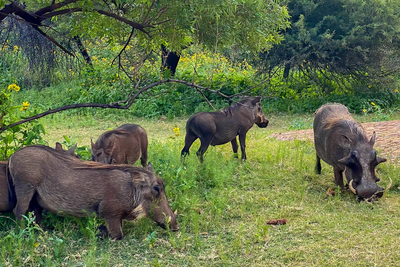 Paradise Safari Lodge