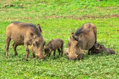 Paradise Safari Lodge