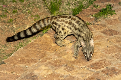 Paradise Safari Lodge