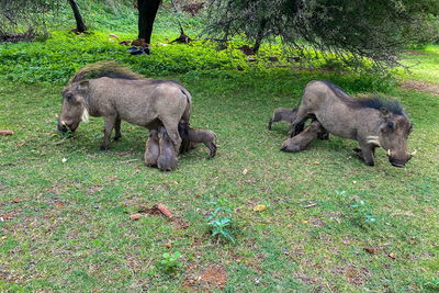 Paradise Safari Lodge