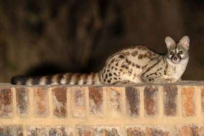 Paradise Safari Lodge