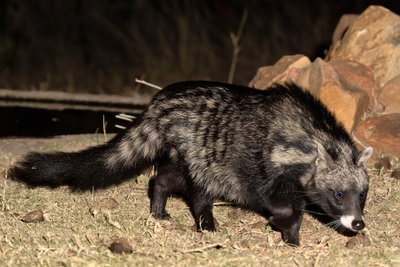 Paradise Safari Lodge